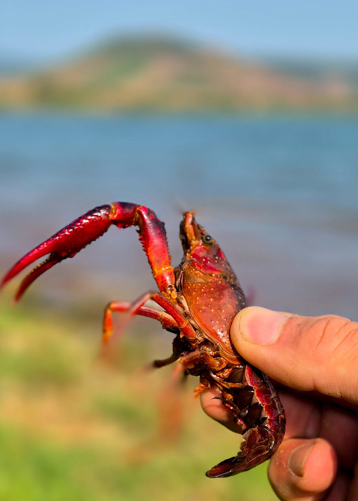 Signal crayfish pulled from a French public lake while carp fishing