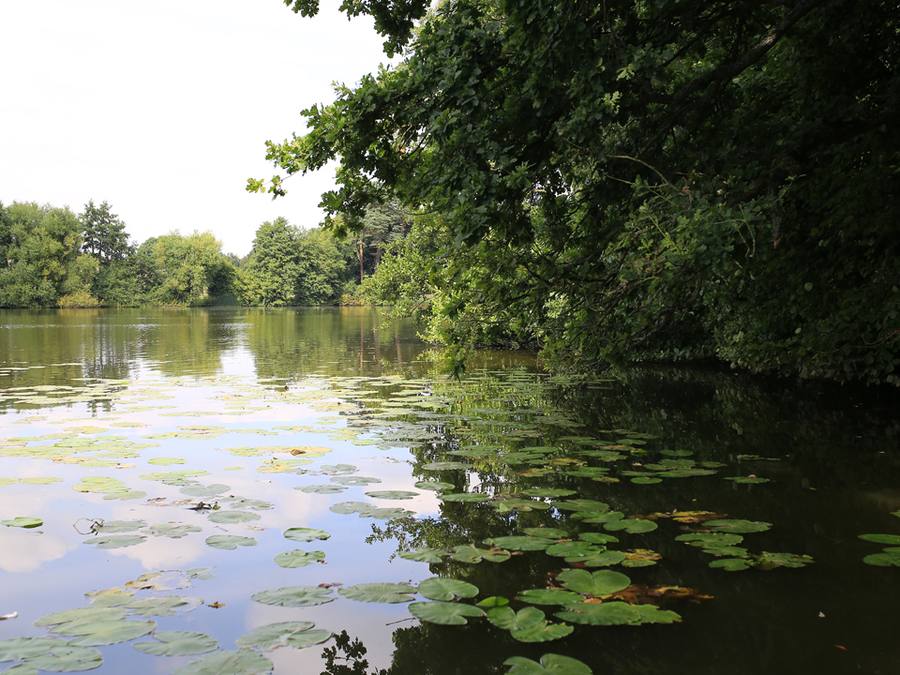 Swims at Piscatorian
